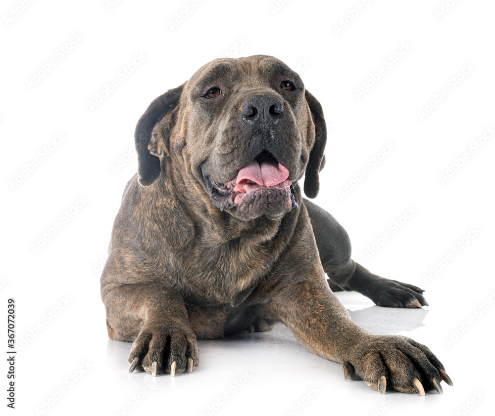 cane corso in studio