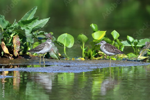 Wood Sandpiper on a Sunny day in the North of Russia