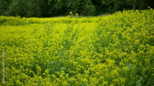 Flowering white mustard Sinapis alba field, farm bio organic farming, soil climate change, landscape agriculure land environmental blossoming blossom plant agricultural, biofuel, production, tree photo