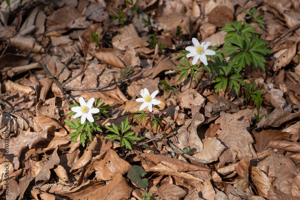 Drei kleine Buschwindröschen (lat.: Anemone nemorosa) auf dem Waldboden in braunem Laub Drei kleine Buschwindröschen (lat.: Anemone nemorosa) auf dem Waldboden in braunem Laub