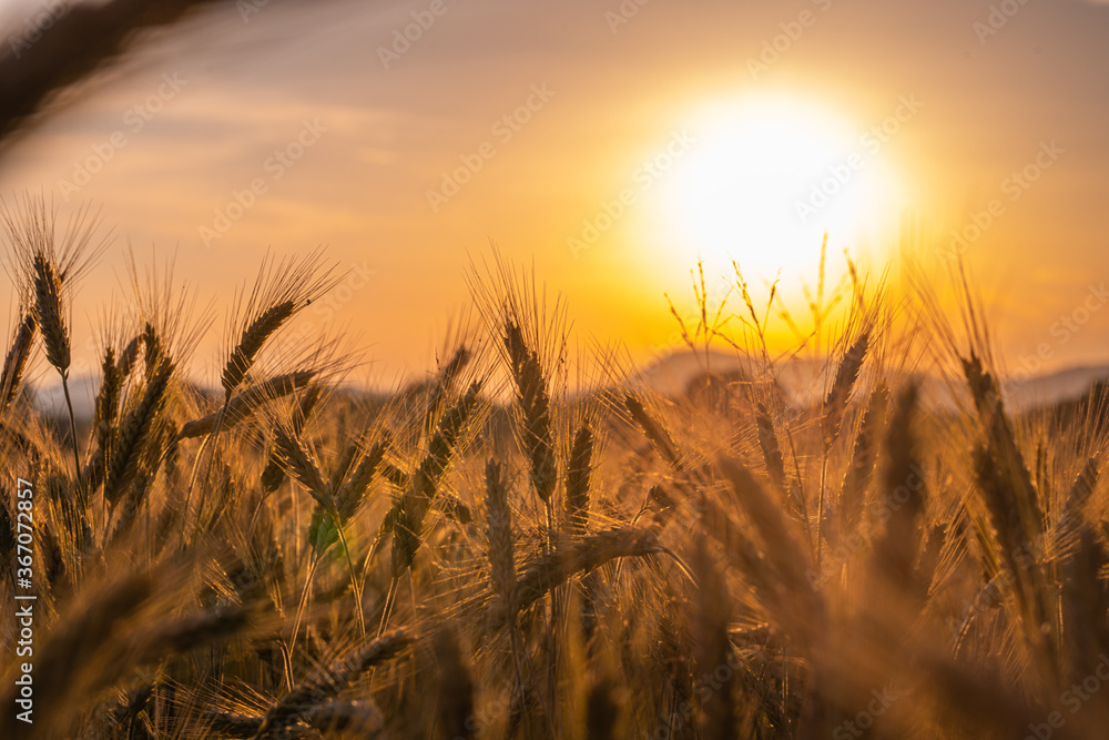 Close up of a wheat field with sunset sky in the background
