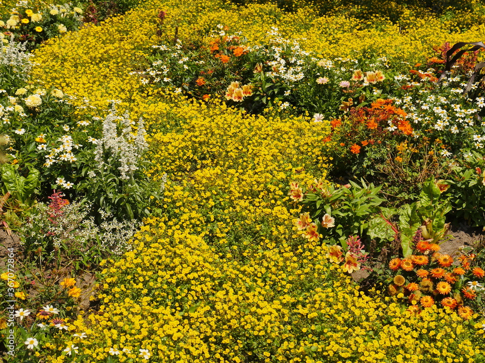 Section of a colorfully planted, small-planted summer flower bed with predominant yellow tones. A nice example of the diverse possibilities of planting Section of a colorfully planted, small-planted summer flower bed with predominant yellow tones. A nice example of the diverse possibilities of planting