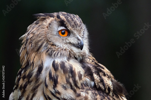 The Eurasian eagle-owl is a species of eagle-owl that resides in much of Eurasia. It is also called the European eagle-owl and in Europe.