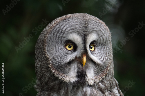 The great grey owl or great gray owl is a very large owl, documented as the world's largest species of owl by length.