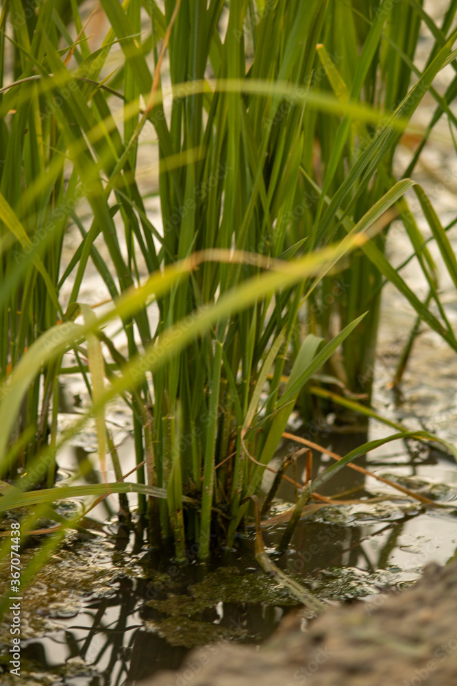 Fototapeta premium Rice tillers at nursery stage in field filled with water