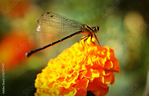 Dragonfly photo