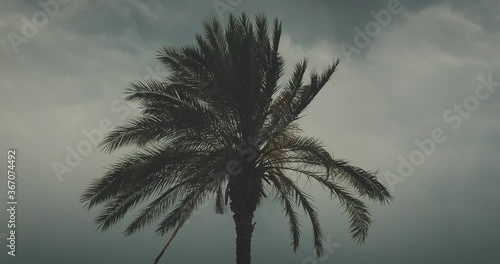 Dramatic stormy sky and palm tree