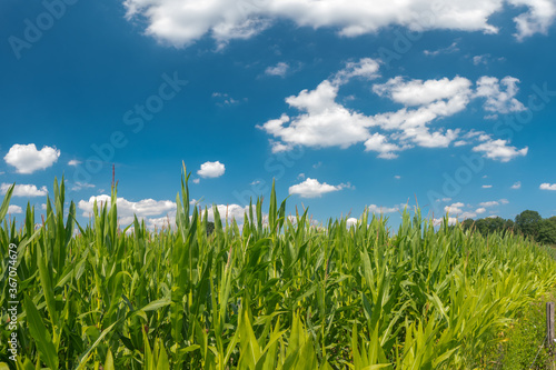 Green corn field with blue sky and white clouds