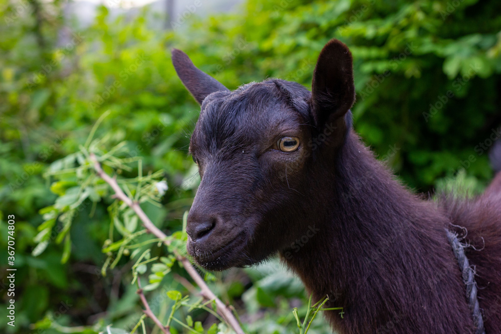 Chinese rural black goat close-up Chinese rural black goat close-up