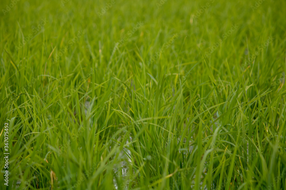 Rice tillers at nursery stage in field filled with water