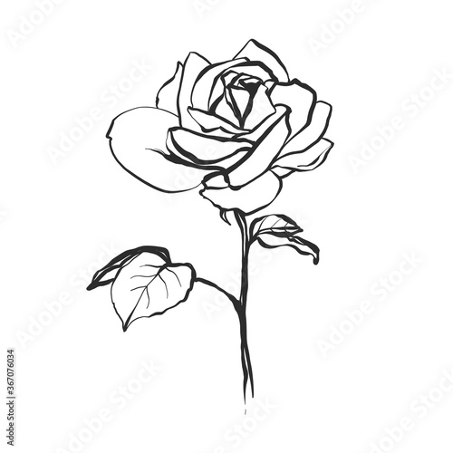 Beautifule big rose. Floral line art. Vintage black line flower on white background. Vector hand drawn illustration in watercolor style
