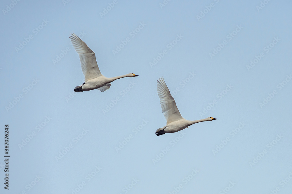 【白鳥】空を飛ぶハクチョウの群れ 【白鳥】空を飛ぶハクチョウの群れ
