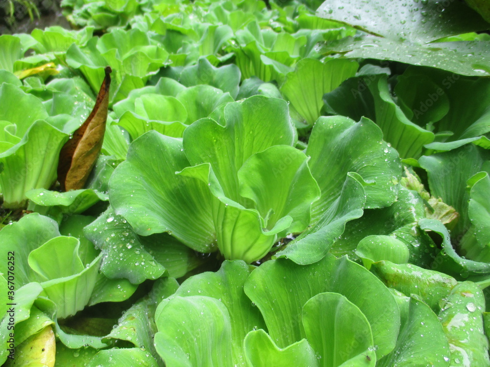 fresh green lettuce fresh green lettuce