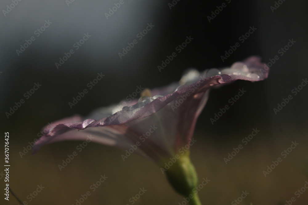 Fototapeta premium beach moonflower after the rain