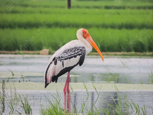 yellow billed stork