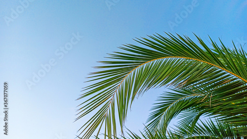 Tropical palm leaves on blue sky background. Concept summer, holidays, vacation, sea, beach, relaxation. Copy space