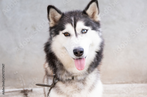 Very Beautifu Husky Siberian With one blue eye and one brown eye