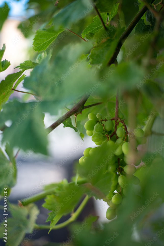 Grapes growing on a vine