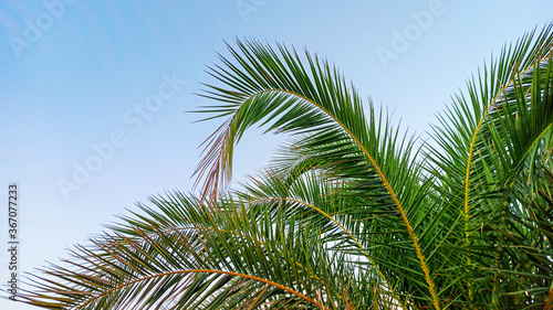  Palm on a blue sky background. Tropical palm leaves. Summer vacation concept