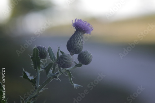 purple thisle flower and the sidewalk photo