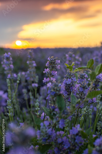 View of blooming blossoming beautiful landscape of violet purple lavender flowers on field with summer sunset and orange sky, Bulgaria. Close up. Essential oils production concept. © Whiteline