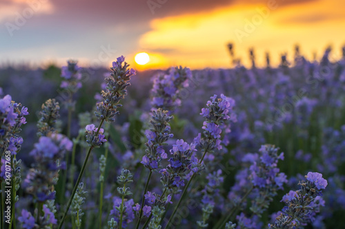 Purple lavender bushes in Bulgaria at sunset.