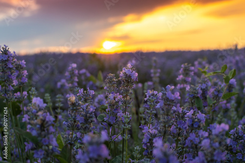 View of blooming blossoming beautiful landscape of violet purple lavender flowers on field with summer sunset and orange sky, Bulgaria. Close up. Essential oils production concept.