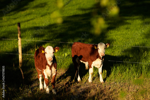 Canvas Print Cows in a field i Oslo, Norway