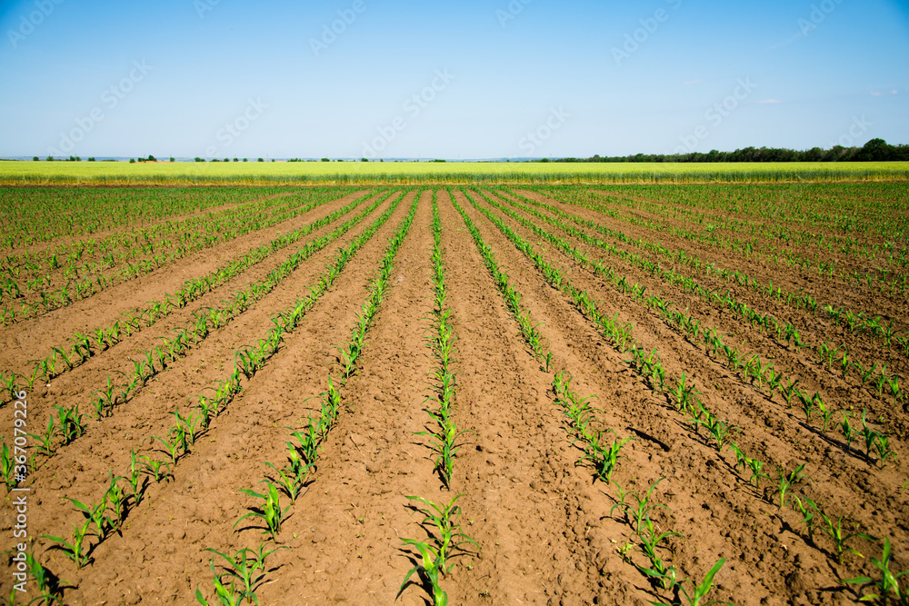Rows of young, freshly germinated corn plants Rows of young, freshly germinated corn plants