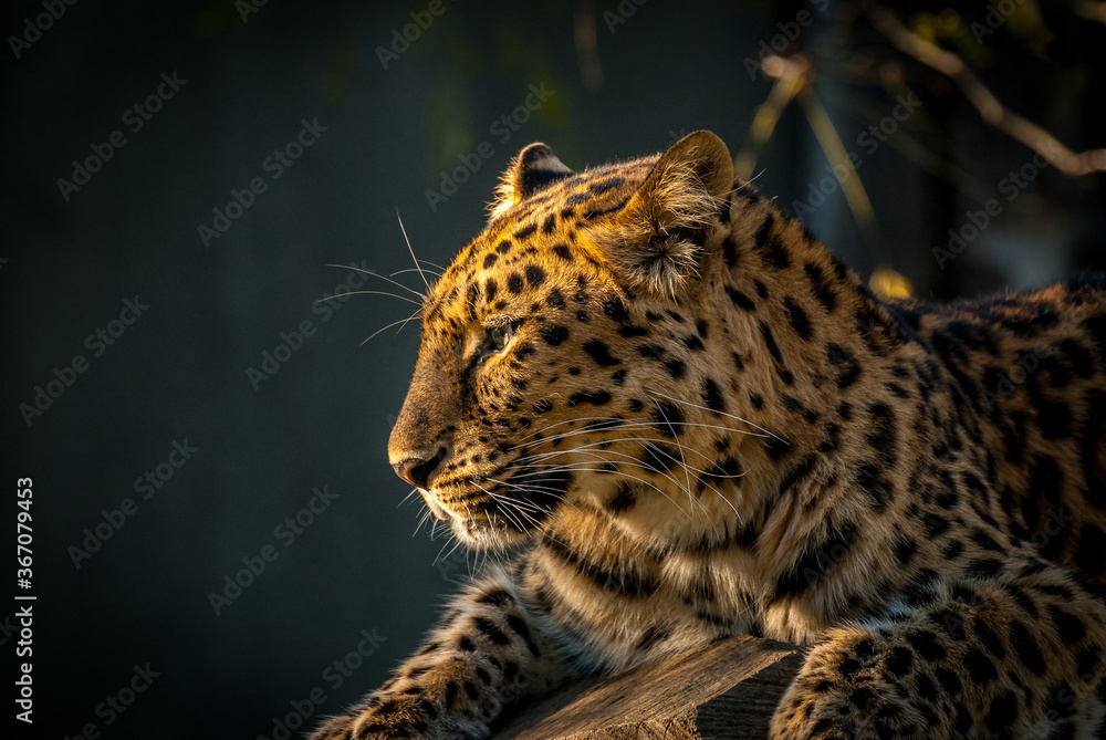 Obraz premium Leopard watching 