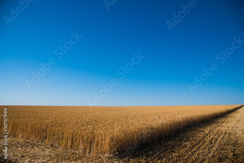 Golden wheat field and sunny day