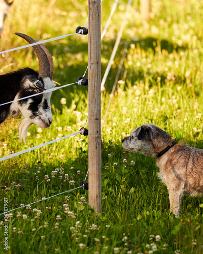 Photography Goat and dog stare contest