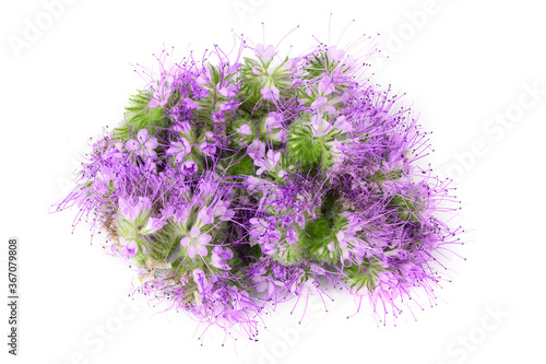 Phacelia flower isolated on white background with full depth of field. Top view. Flat lay photo