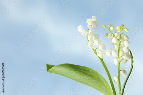 Beautiful lily of the valley flowers against blue sky, closeup. Space for text
