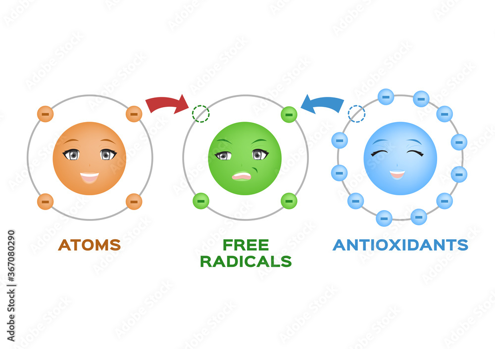 free radical and Antioxidant vector . Antioxidant donates electron to