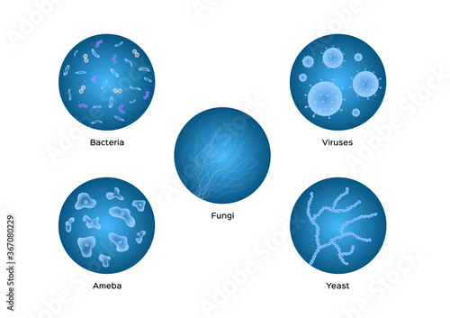 bacteria viruses ameba yeast icon vector on white