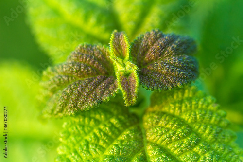 Fresh and green mint leaves © Mulin
