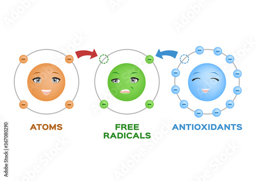free radical and Antioxidant vector . Antioxidant donates electron to Free radical . infographic cartoon