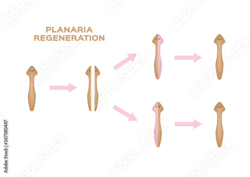 Planaria regeneration. divide one to three Planaria vector