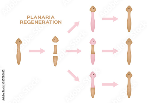 Planaria regeneration. divide one to three Planaria vector