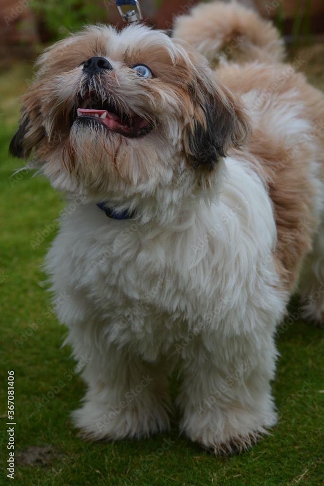 Being an honarable and faithful dog keeps us happy all the time ......and makes us feel secuired and enthusiactic Being an honarable and faithful dog keeps us happy all the time ......and makes us feel secuired and enthusiactic