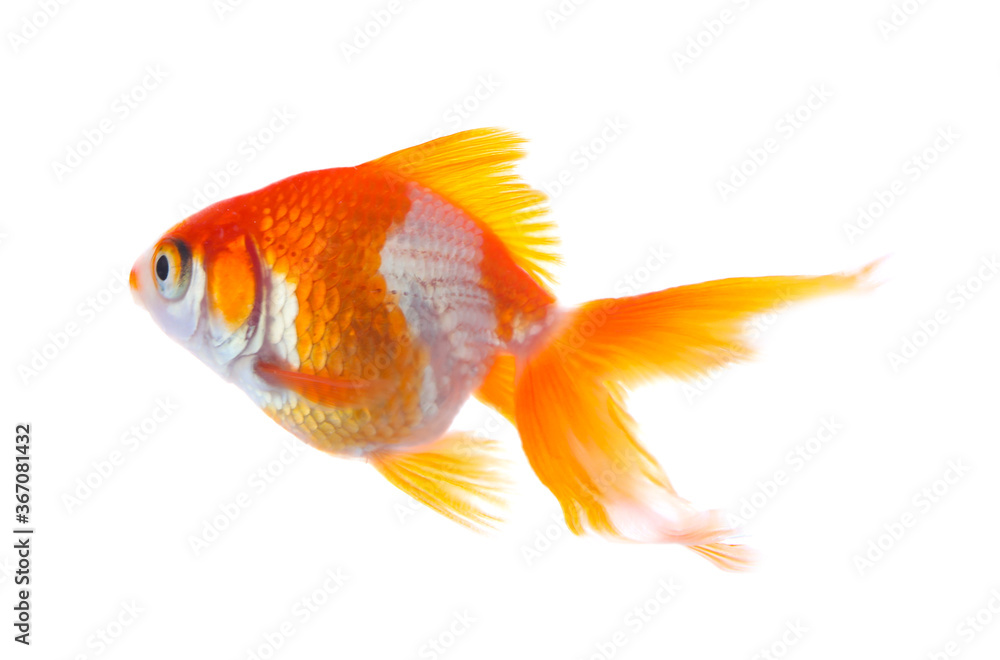 Fototapeta premium Beautiful bright small goldfish isolated on white