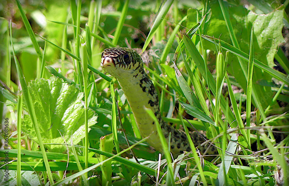 Fototapeta premium Couleuvre verte et jaune
