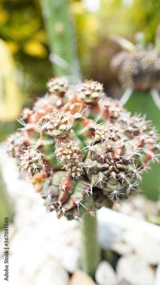 flower cactus look like diamond flower cactus look like diamond