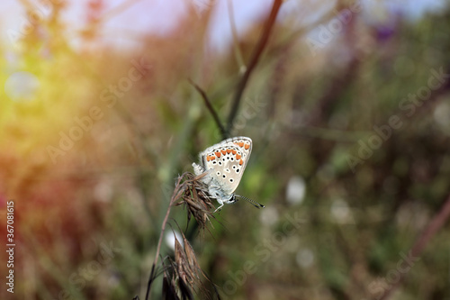 Beautiful Adonis blue butterfly on plant in field, closeup. Space for text
