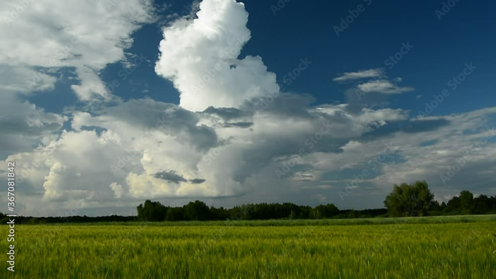 Barley field, forest on the horizon and beautiful white clouds on the blue sky, birds singing Barley field, forest on the horizon and beautiful white clouds on the blue sky, birds singing