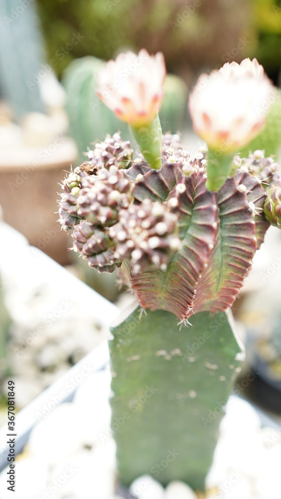 flower cactus look like diamond flower cactus look like diamond