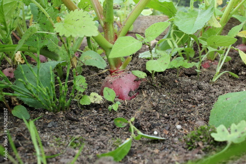 beautiful photo of a radish growing out of the ground