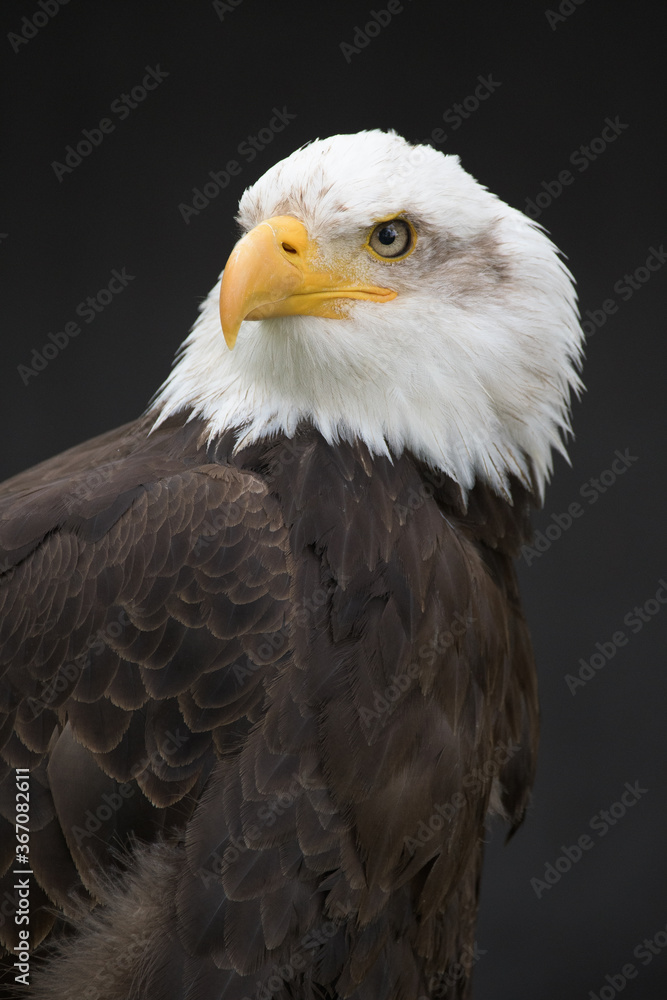 Bald Eagle on dark Background looking front left Bald Eagle on dark Background looking front left