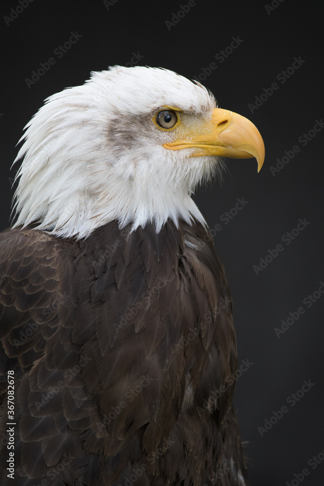 Obraz premium Bald Eagle on dark Background looking right